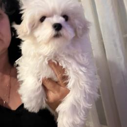 Sir Ozzie - Cream male Maltipoo puppy in Southern,, California from Maltipoo Tiny Pups & More