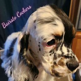 Girl 1 - Black white and tan female Cocker Spaniel puppy in Chadwick, Missouri from BairSto Cockers