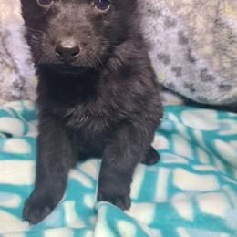 Brown Collar Male - Black male German Shepherd puppy in Cadet, Missouri from Working Valley Shepherds