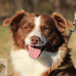 Maddie - Toy Australian Shepherd