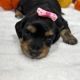 Minnie - Black and tan female Dachshund puppy in Mansfield, Missouri from Owens Farm