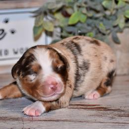 Rusty - Red merle male Miniature Australian Shepherd puppy in Lowgap, North Carolina from Baileys Mini Aussies