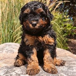 TuffNutt - female Australian Mountain Doodle puppy in Wellsville, Utah from Stay Golden Doodles