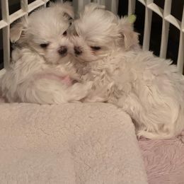 Girl 1 - White female Maltese puppy in Kerhonkson, New York from Arc-en-Ciel Biewers & Maltese