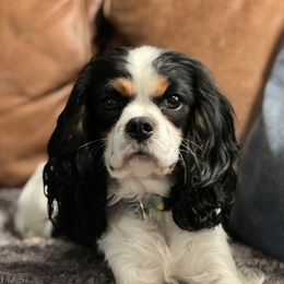 Brooks - Cavalier King Charles Spaniel