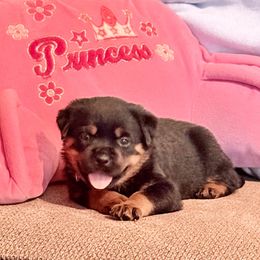 Honey - Black and mahogany female Rottweiler puppy in Partlow, Virginia from Kayara Haus Rottweilers