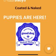 Peruvian Inca Orchid Puppies from Naked Baby’s