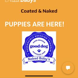 Peruvian Inca Orchid Puppies from Naked Baby’s