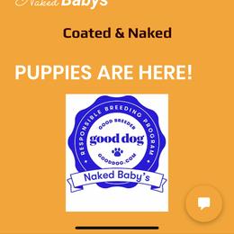 Peruvian Inca Orchid Puppies from Naked Baby’s