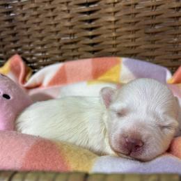 Darla - Parti female Miniature Schnauzer puppy in Menifee, California from Moonshine’s Minis