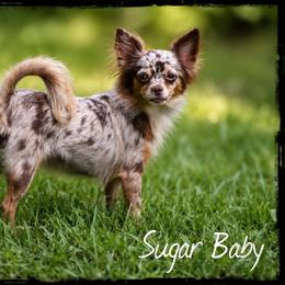 Sugar Baby - Chihuahua