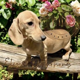 Niveah - Cream Dachshund puppy in Washington, North Carolina from Elegant Dachshunds-Eledox