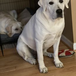 Labrador Retriever Puppies from Four Belles Labradors