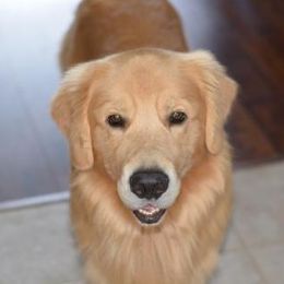 Golden Retrievers from Burchi Woods Goldens
