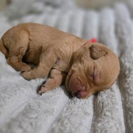 Boy 9 - Yellow male Labrador Retriever puppy in Grand Rivers, Kentucky from Big Water Dreams Retrievers