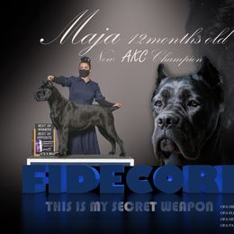 Cane Corso All Grown Up from FIDECORE