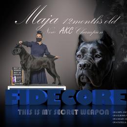 Cane Corso All Grown Up from FIDECORE