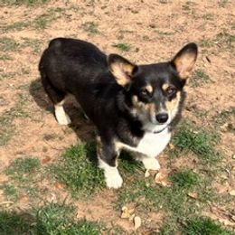 Reba - Pembroke Welsh Corgi