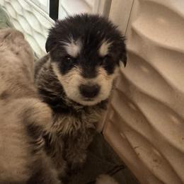 Plum - Black and silver female German Shepherd puppy in Perkasie, Pennsylvania from Twila Ruth Herot