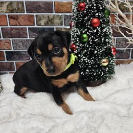 Forest - Black and tan male Miniature Pinscher puppy in Baton Rouge, Louisiana from Pike's Pups