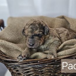 Paddy - Merle-sable male Saint Berdoodle puppy in Battle Ground, Washington from Mad Hatter Farms Saint Berdoodles