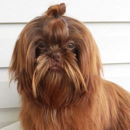 Shih Tzus from Southland’s Shih Tzus