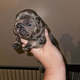 Girl 3 - Blue female French Bulldog puppy in Lansing, Michigan from Black Thunder 517 Cane Corso and Dachshunds