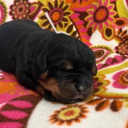 Lightening - Black and mahogany male Rottweiler puppy in Crothersville, Indiana from The Solid Rock Kennel