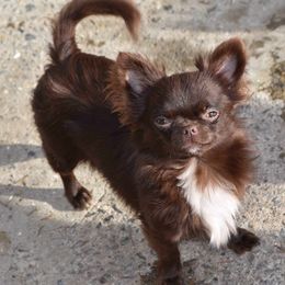 Karin - Chihuahua