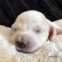 Siren - Cream female Dachshund puppy in Highland, California from BAES Teufelshunde