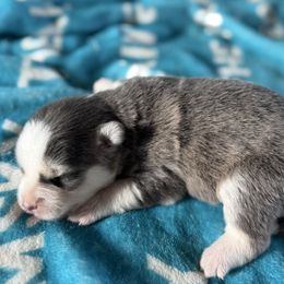 Mystique - Blue female Pomsky puppy in Gunter, Texas from The Painted Pomsky