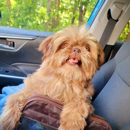 My Muffin Man - Chocolate male Shih Tzu puppy in Cartersville, Georgia from 100 Acre Woods Shih Tzu Plantation