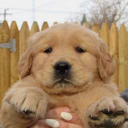 Collie and Golden Retriever Puppies from Clearvu Kennels