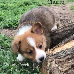 Miniature Australian Shepherd, Pembroke Welsh Corgi, and Yorkshire Terrier Puppies from Happy Tails