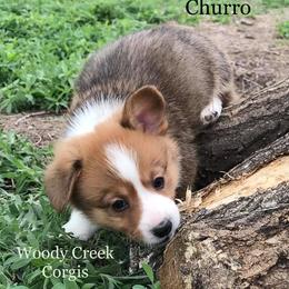 Miniature Australian Shepherd, Pembroke Welsh Corgi, and Yorkshire Terrier Puppies from Happy Tails