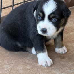 Australian Shepherd Puppies from Cross Arrow K Awesome Aussies