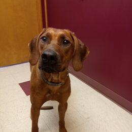 Oona - Rhodesian Ridgeback
