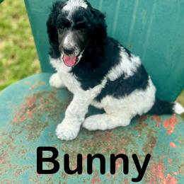Bunny - Black female Poodle puppy in Ardmore, Oklahoma from The Poodles of Green Acres