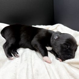 Metallica - Black tri-color female Australian Shepherd puppy in Raleigh, North Carolina from Southern Tribute Farms