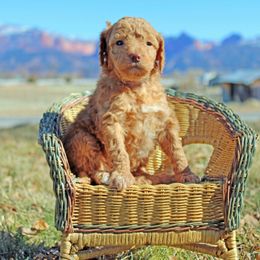 Aussiedoodle Puppies from Color Country Doodles