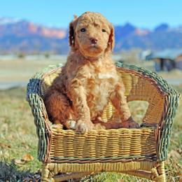 Aussiedoodle Puppies from Color Country Doodles