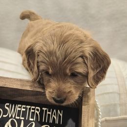 Goldendoodle Puppies from Pemberley Puppies