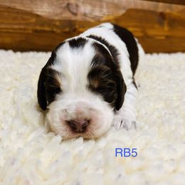 RB5 - Tri-Roan male English Springer Spaniel puppy in Britton, South Dakota from K&S Canines