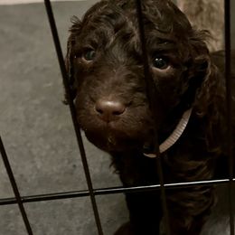 Poodle Puppies from The Stone’s Poodles