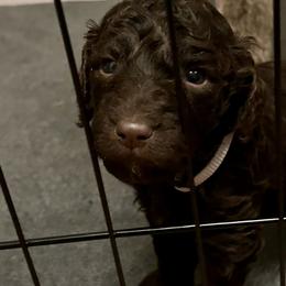 Poodle Puppies from The Stone’s Poodles