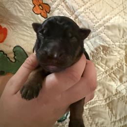 Grey - Black and red female German Shepherd puppy in Hillsboro, Indiana from Salty Raccoon Ranch German Shepherds