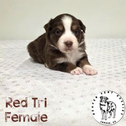 Adele - Red tri female Miniature Australian Shepherd puppy in Jaroso, Colorado from Heaven Sent Aussies