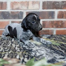 Boykin Spaniel, Dachshund, and German Shorthaired Pointer Puppies from Whiskey River Farm