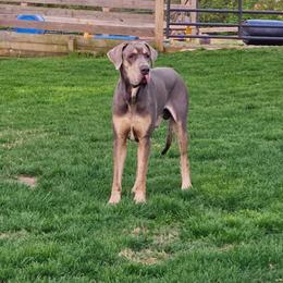Malcolm - Great Dane