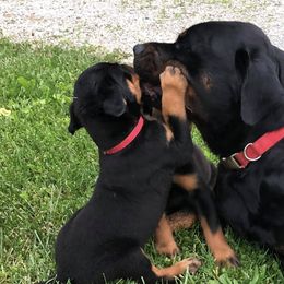 Greater Swiss Mountain Dogs and Rottweilers from SS Swisses
